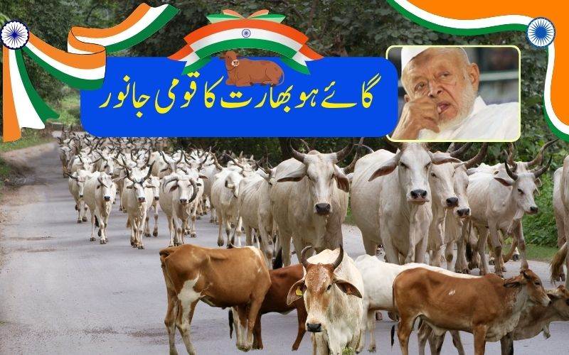 !گائے کو قومی جانور قراردینے کا مطالبہ ایک بار پھر زور پکڑنے لگا